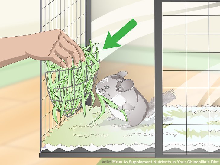 Water And Supplement Treats For Your Chinchilla
