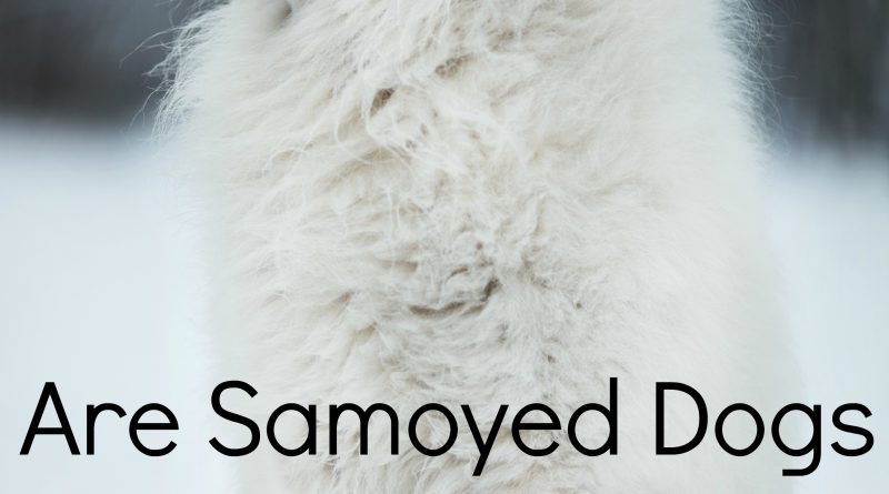 What Are Common Signs of Dogs with Hypoallergenic Problems?