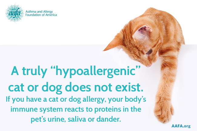 What are the Symptoms of a Pet Allergy?