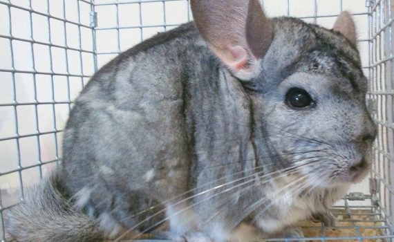 What To Do When Your Child Wants A Chinchilla For A Pet