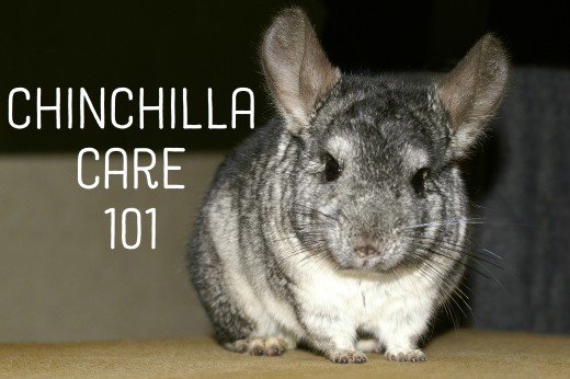 What You Should Know About Buying A Chinchilla