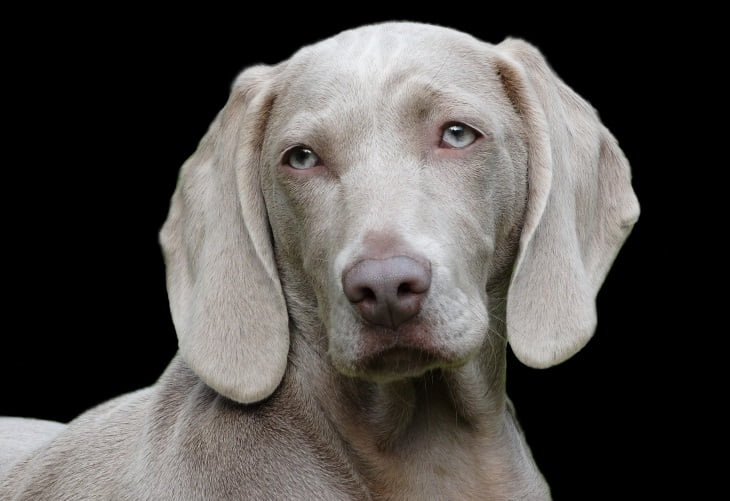 When to Buy Hypoallergenic Dogs