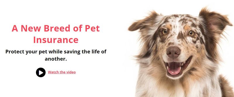 Which Health Plans Offer Pet Health Insurance