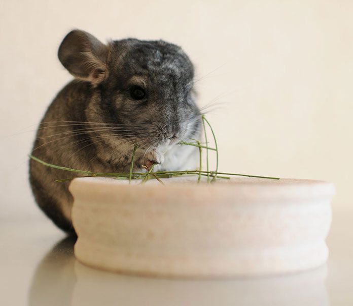 Your Pet Chinchilla And Environmental Stress